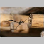 Gasteruption assectator - Gichtwespe w02.jpg